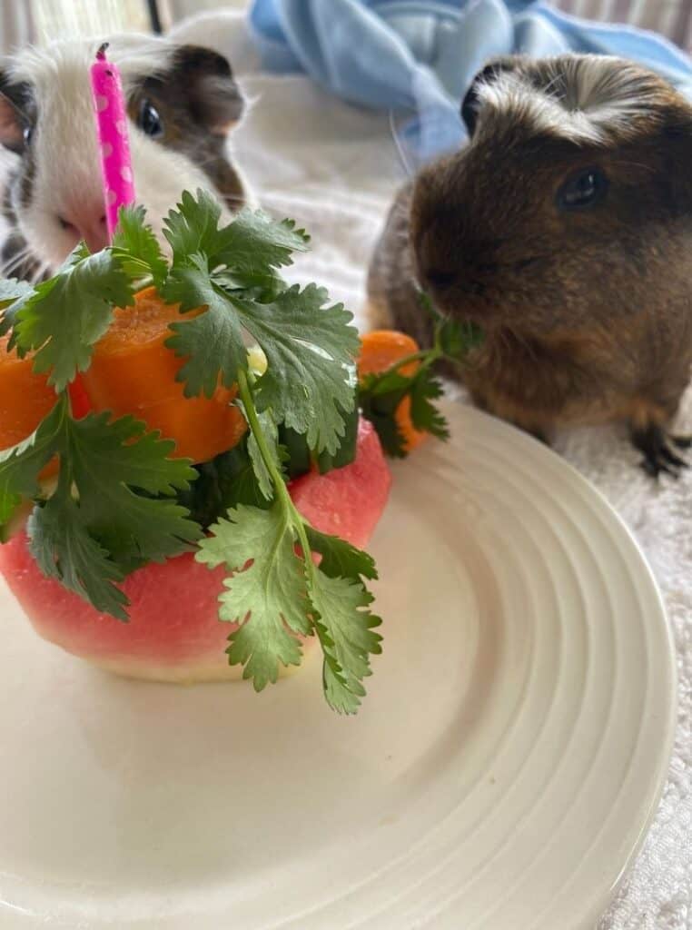 Thumbnail for Simple Guinea Pig Birthday Food Ideas