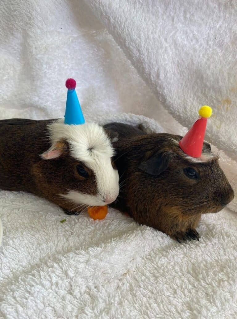 Guinea Pig Party Ideas and Free Printable Decorations | Parties Made ... - Gluten Free Guinea Pig Party Snacks
